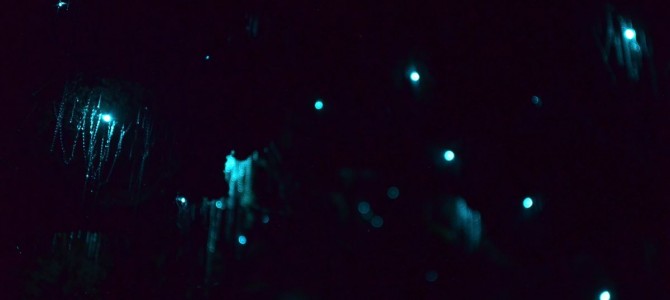 Die McLarren Falls und viele kleine Glowworms