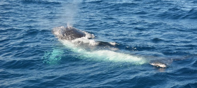 Wale beobachten in Hervey Bay