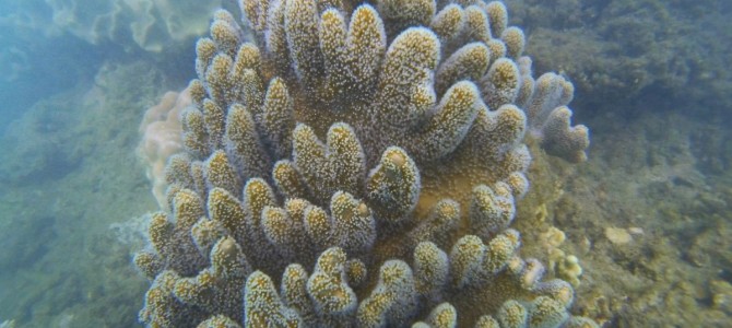 Cairns und das Great Barrier Reef