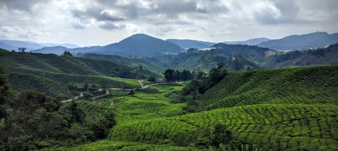 Cameron Highlands