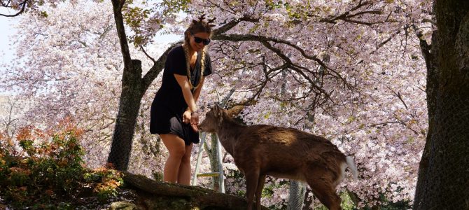 Nara und Ise – das traditionelle Japan